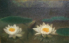 Water Lilies